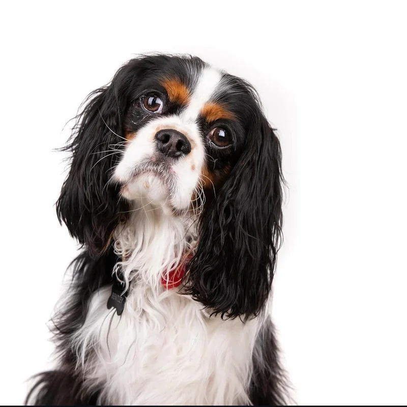 Dog portrait photography Northwest Arkansas