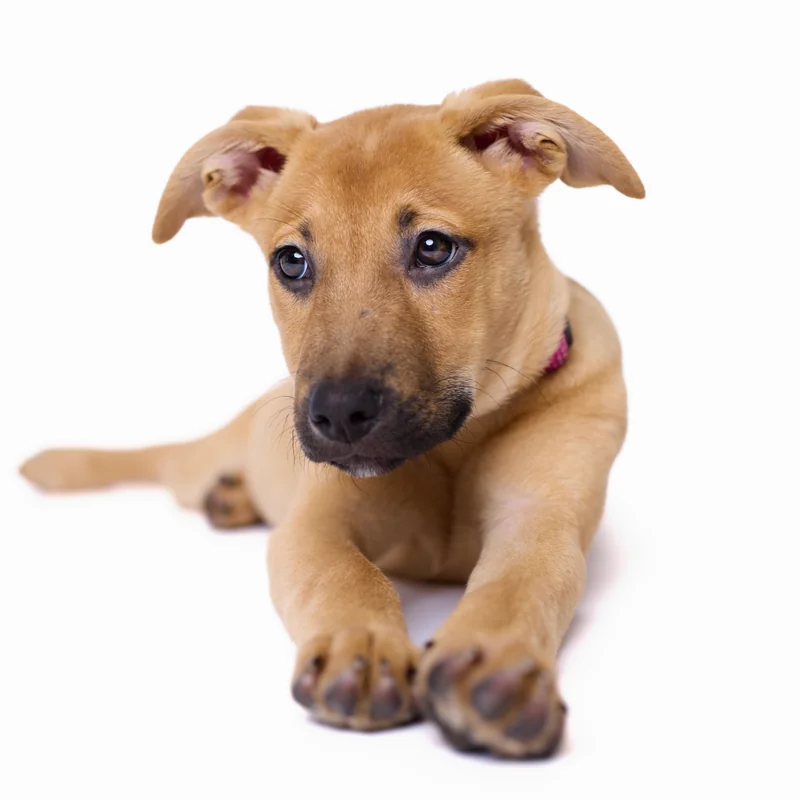 Pet photographer Northwest Arkansas